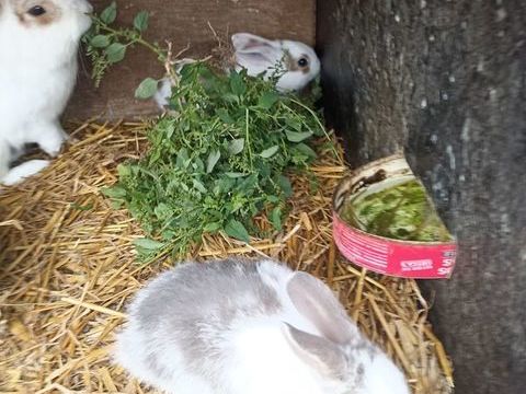 Lapin nain 15 62123 Wanquetin