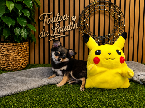 Chiot Chihuahua poils longs m&acirc;le 850 18140 Précy