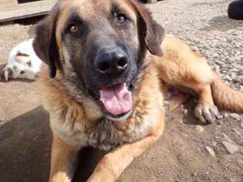 ludwig &agrave; l'adoption 300 89000 Auxerre