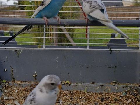 Perruche 10 44350 Gurande