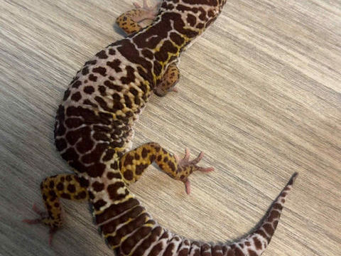Gecko l&eacute;opard femelle de 5 ans
Eublepharis fuscus. 120 59300 Valenciennes