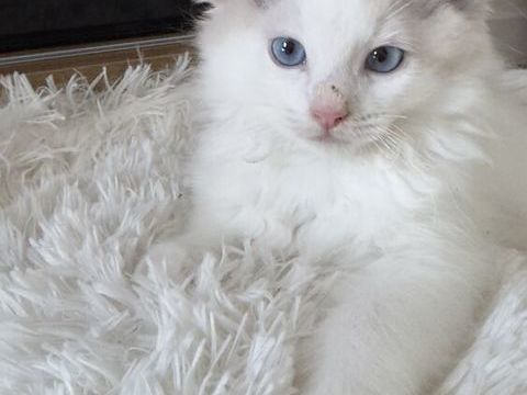 Chatons ragdoll 1650 77600 Bussy-saint-georges