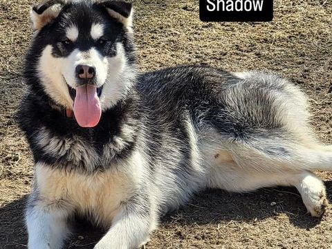 MALAMUTE D'ALASKA 0 31220 Mauran