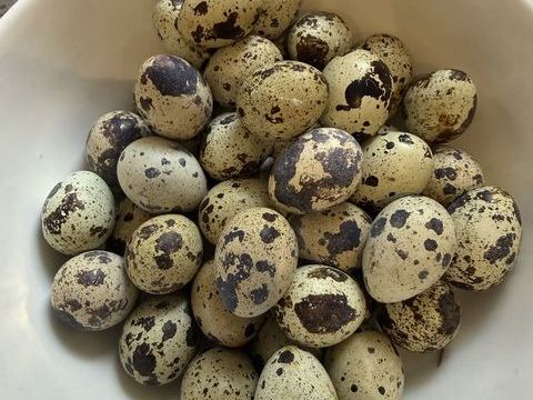 Oeufs de caille f&eacute;cond&eacute; 4 94290 Villeneuve-le-roi