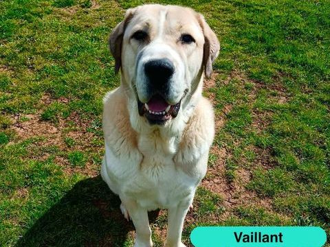 Vaillant, berger d'asie centrale &agrave; adopter 350 18210 Bessais-le-fromental