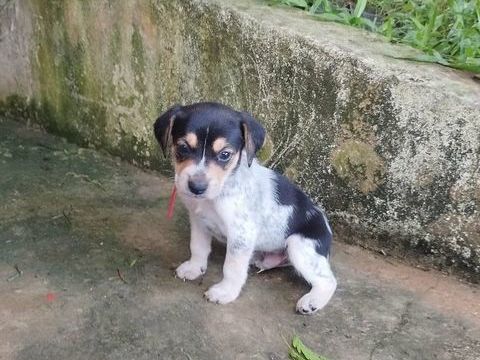 Tiago, bébé fripon 300 51000 Chlons-en-champagne
