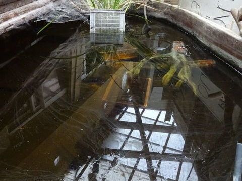 bassin de jardin 250 Corbeil-Essonnes (91)