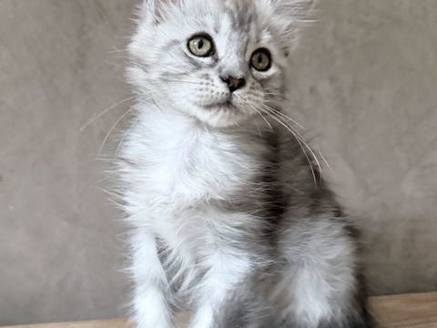Chaton Maine Coon femelle lign&eacute;e shaded polydactyle 1400 13400 Aubagne