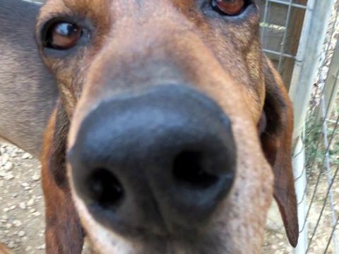 Bruno cherche une famille! 0 34000 Montpellier