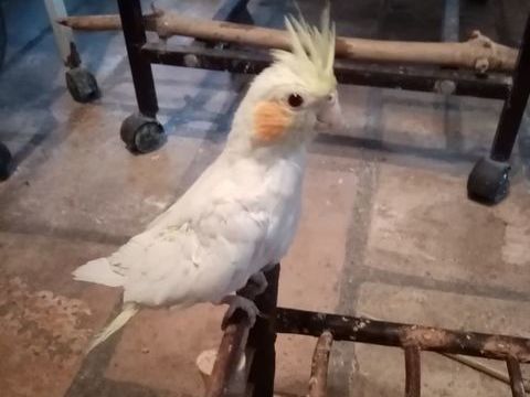 PERRUCHES CALOPSITTES 40 30000 N�mes