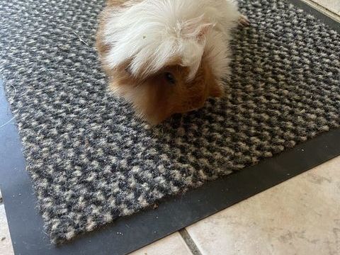 Cochon d'Inde 15 31600 Muret