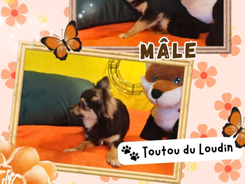 Chiot chihuahua m&acirc;le poils longs 500 18140 Pr�cy