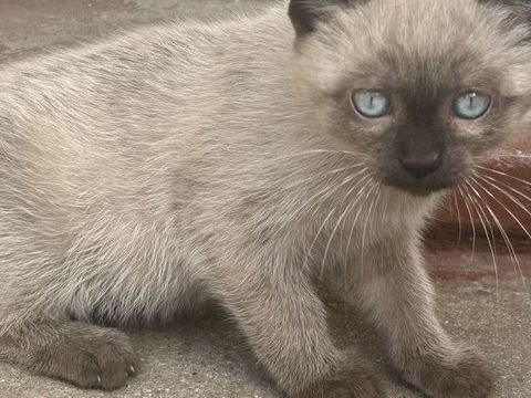 Chaton ragdoll femelle 0 94250 Gentilly