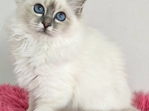 RARES CHATONS SILVERS SACRE DE BIRMANIE LOOF, LIVRAISON 1250 22250 rac