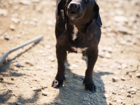 MURA au refuge en roumanie ( lui cherchons aussi un accueil pour la sauver du refuge ) 0 75018 Paris