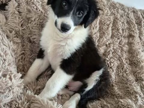 Chien ALPHA &agrave; l adoption 300 07100 Annonay