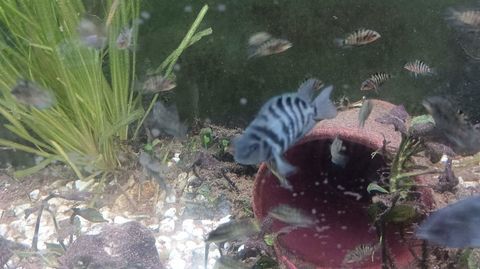 Nigrofaciatus cyclidee d amerique centrale 
0 10130 Ligni�res