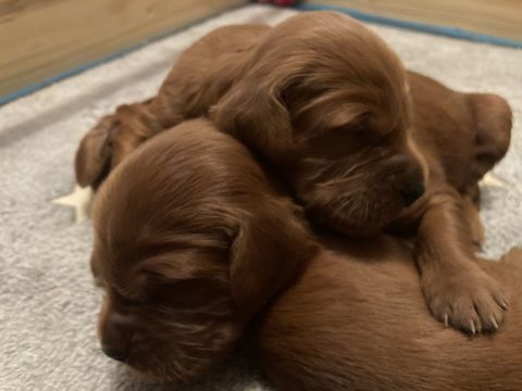  Chiot setter irlandais lof 1000 86330 Moncontour