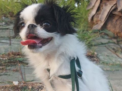 Charmante petite femelle Epagneul Japonais 1200 83400 Hyres