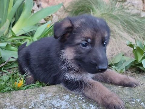 A RESERVER CHIOTS BERGER ALLEMAND 650 53150 Monts�rs