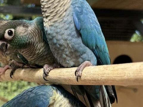 Conure eam m&acirc;le turquoise 0 41220 Thoury