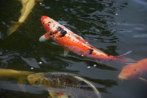 Carpe Koi avec Sac de Transport 100 12500 Lassouts
