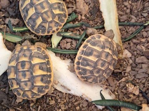 Tortues de terre 20 30350 Domessargues