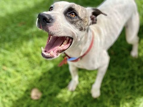 Hanae femelle croisée berger née le 03/11/2023 &#128054; 380 44000 Nantes