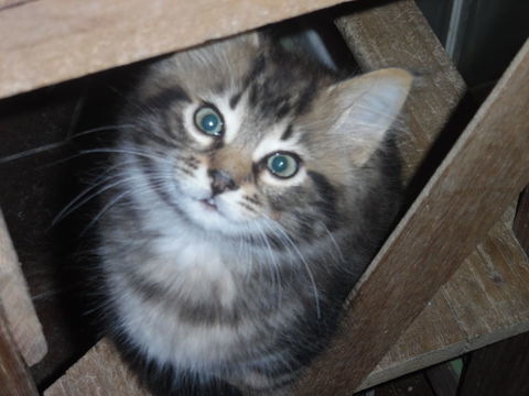 Chaton m&acirc;le europ&eacute;en poils longs 0 24340 Mareuil