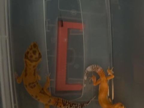 3 gecko 300 59200 Tourcoing