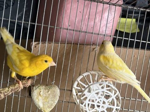 CANARIS 45 71390 Messey-sur-grosne