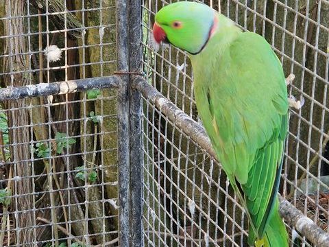 M&acirc;le perruche &agrave; collier verte de 3 ans 50 91640 Vaugrigneuse