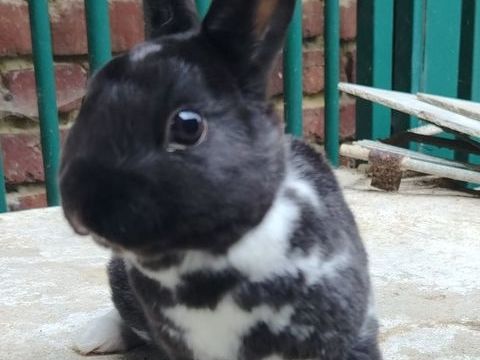 Lapin nain rex 50 62113 Sailly-labourse