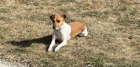 Dora, femelle jack russel &agrave; adopter 230 44522 Pouill�-les-c�teaux