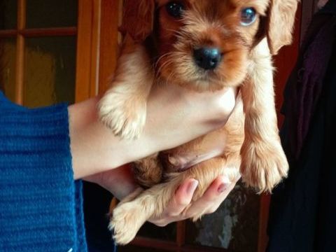 Chiots de race Cavalier King Charles &agrave; r&eacute;server
1200 42650 Saint-jean-bonnefonds