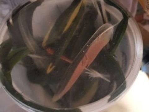 Je cherche des plumes d'oiseaux domestiques 0 91150 �tampes