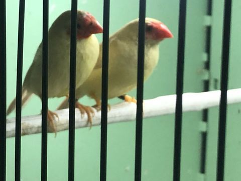 Ruficauda 120 93220 Gagny