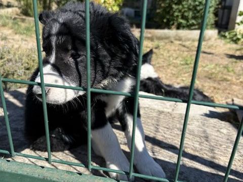 Baby Border Collie 600 13400 Aubagne