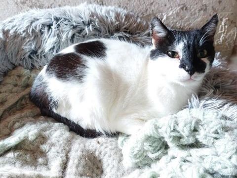 Jojo gentil chat noir et blanc oublie a adopter 90 11000 Carcassonne