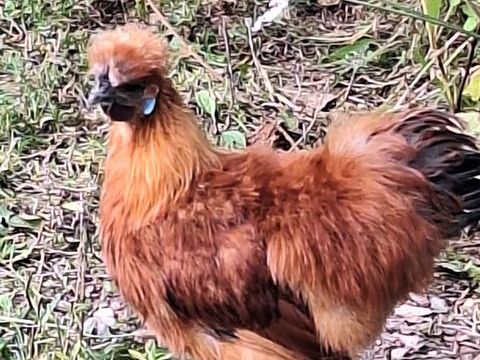 Coq soie fauve 1 56190 Le guerno