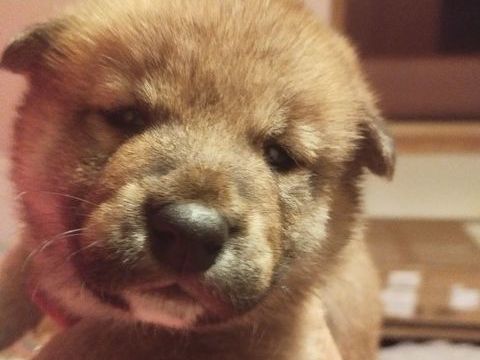 Chiots shiba inu lof disponible a la r&eacute;servation 
1190 50390 N�hou