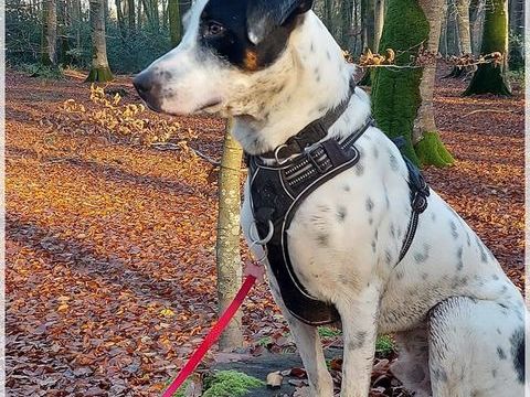 Vador l'adorable petit guerrier tripatte 10 76480 Jumiges