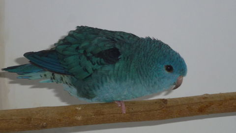 Perruche Toui Catherine 0 35510 Cesson-s�vign�