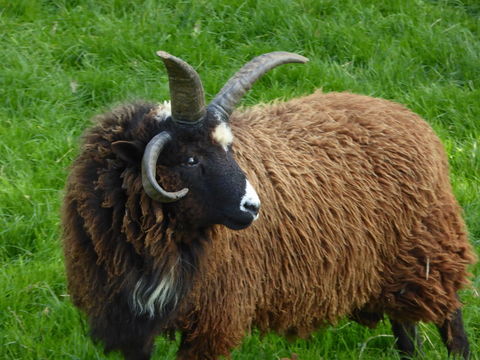 Mouton b&eacute;lier Manx &agrave; 4 cornes 150 35190 Miniac-sous-b�cherel