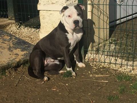 femelle bleu disponible pour retraite ! 0 31310 Montesquieu-volvestre