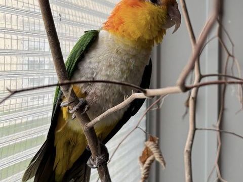 Ca&iuml;que 500 27450 Saint-�tienne-l'allier