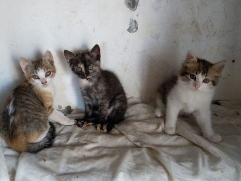 Donne trois minettes sevr&eacute;es et propres 0 64240 Mendionde