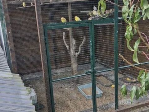 Perruche 0 93370 Montfermeil