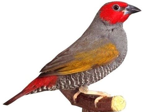  Oiseaux Exotiques et Africains a (Thoiry 01710) 80 01710 Thoiry