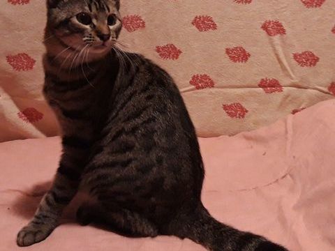 Tawan, chaton cherche foyer pour la vie 200 84190 Vacqueyras